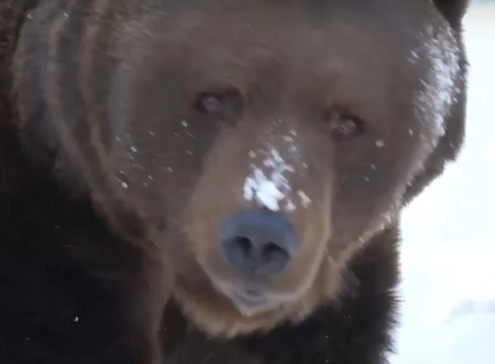 На вотчине Российского Деда Мороза проснулся медведь