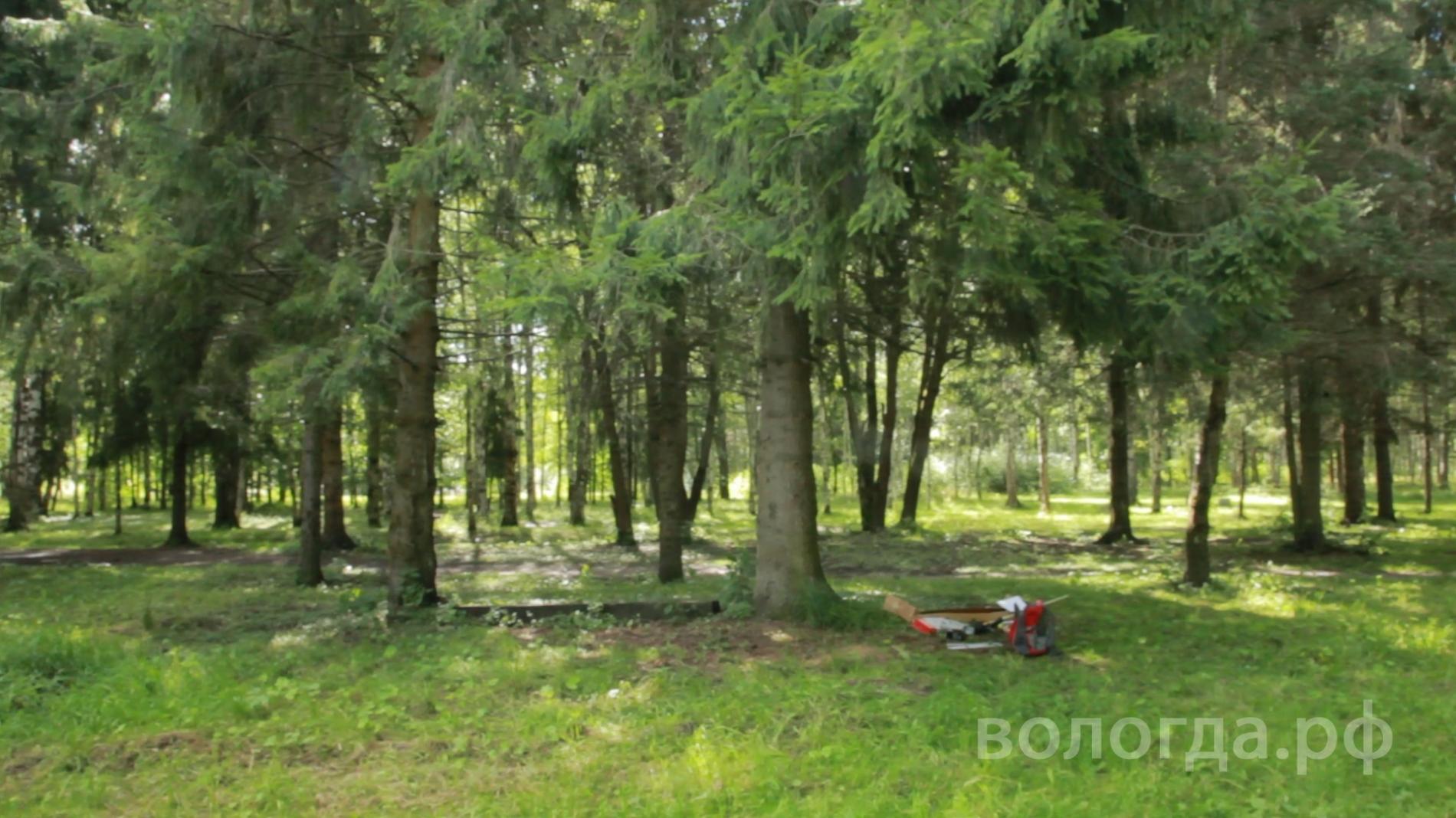 2,5 тысячи деревьев планируют высадить в Вологде до конца года