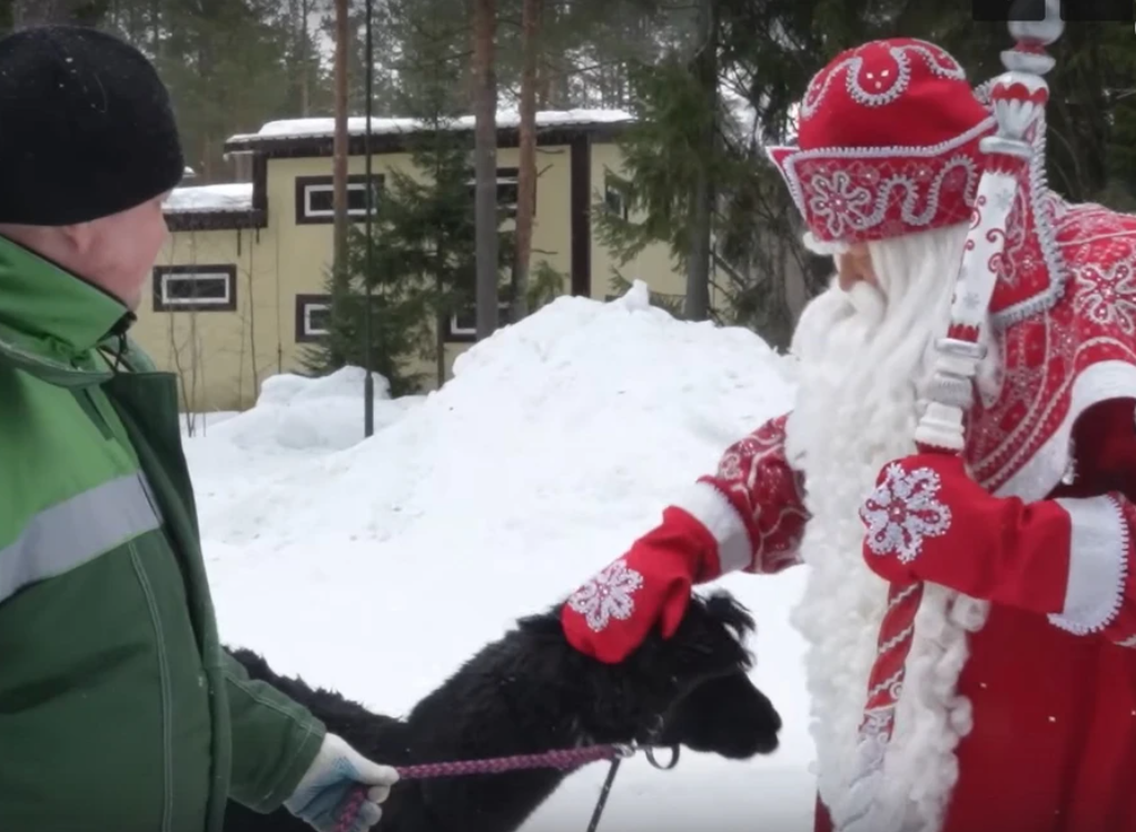 Дед Мороз лично встретил альпаку, прибывшую в Великий Устюг из Москвы