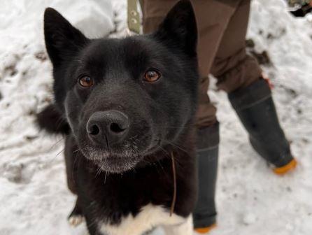В Вологде пройдет выставка охотничьих собак