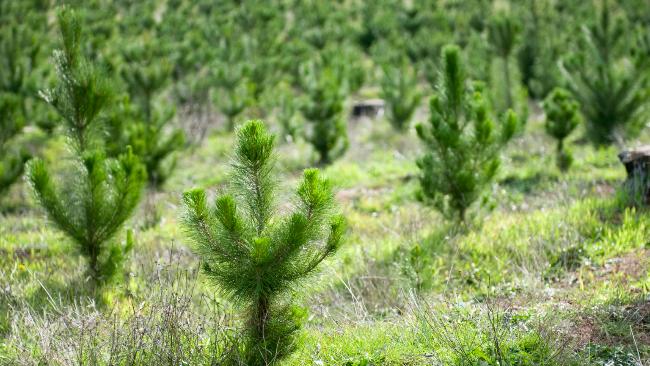 Вологодская область лидирует в СЗФО по лесовосстановительным работам в 2020 году